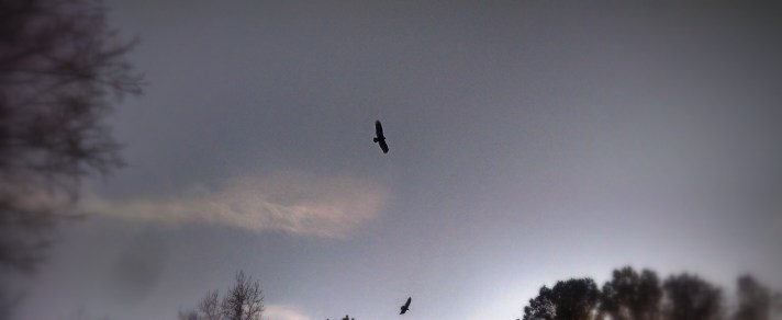 Warrior - Aubrey Eicher