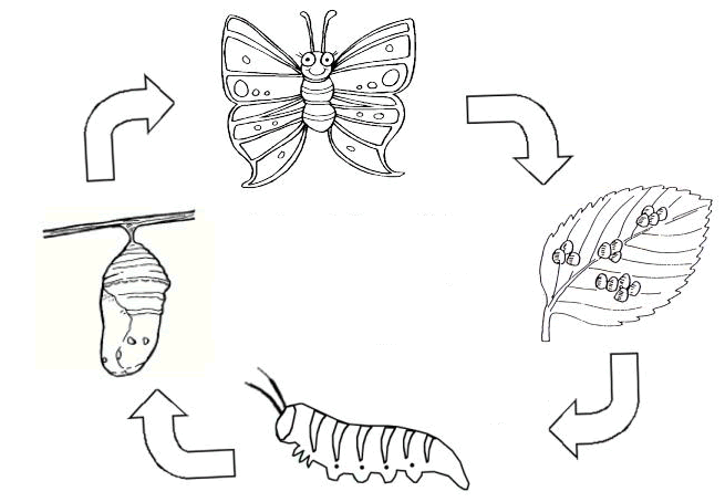 ButterflyLifeCycle