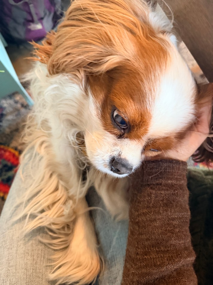 photo of Roosevelt, a sweet Cavalier King Charles Spaniel cuddling