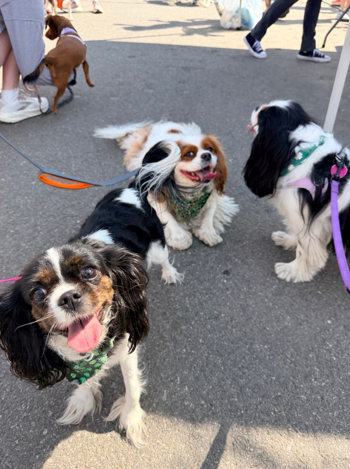 Dogs with tongues out looking happy